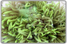 Metallic Green Flower Pot Coral